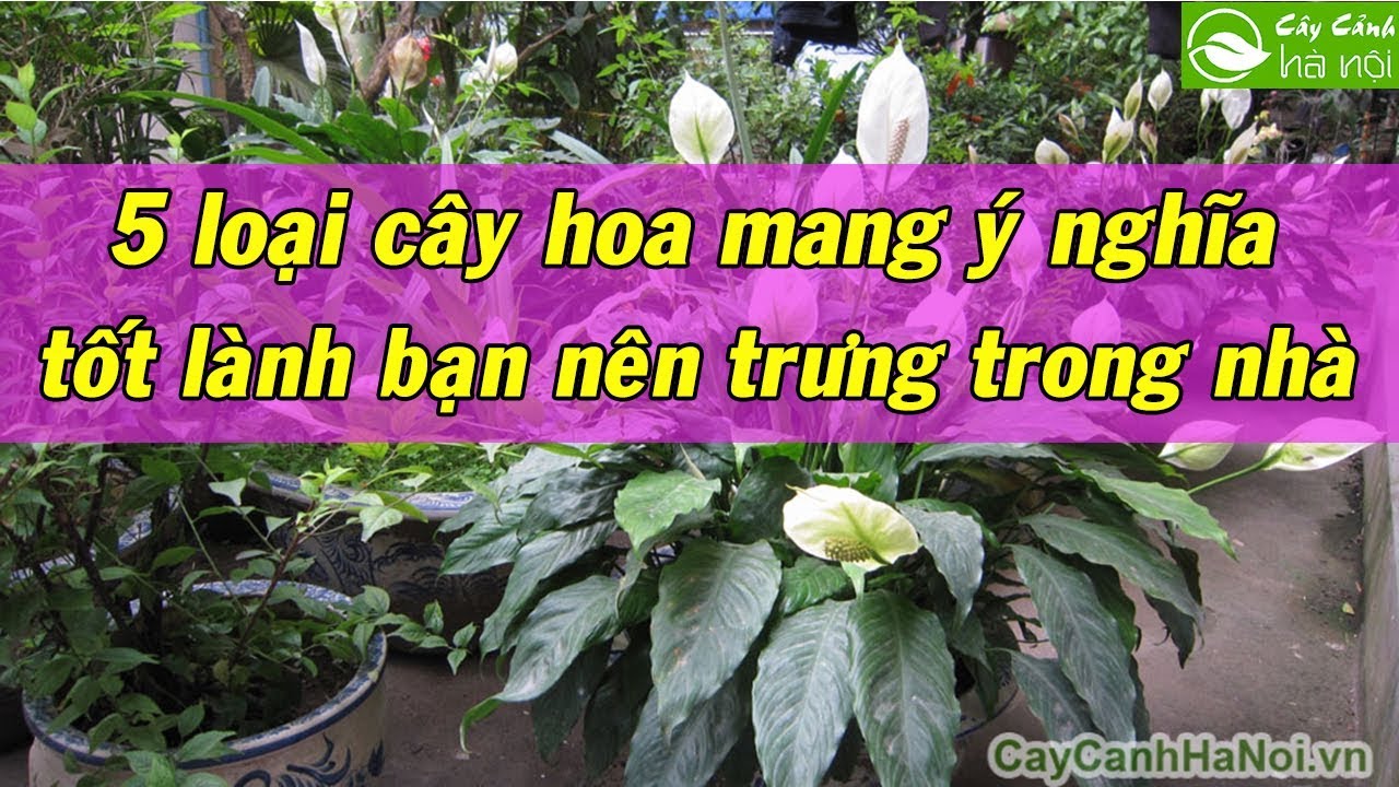 5 loại cây hoa mang ý nghĩa tốt lành bạn nên trưng trong nhà