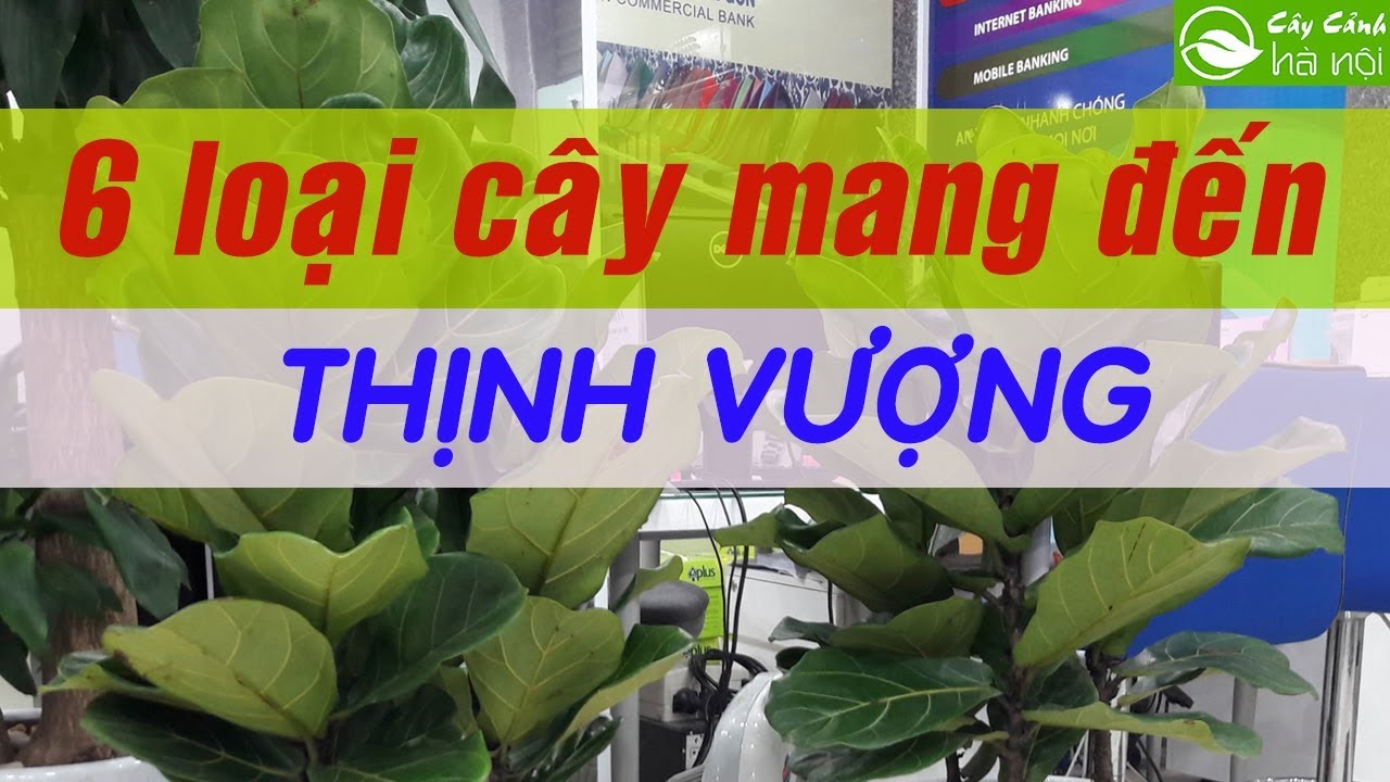 6 loại cây để văn phòng mang đến thịnh vượng