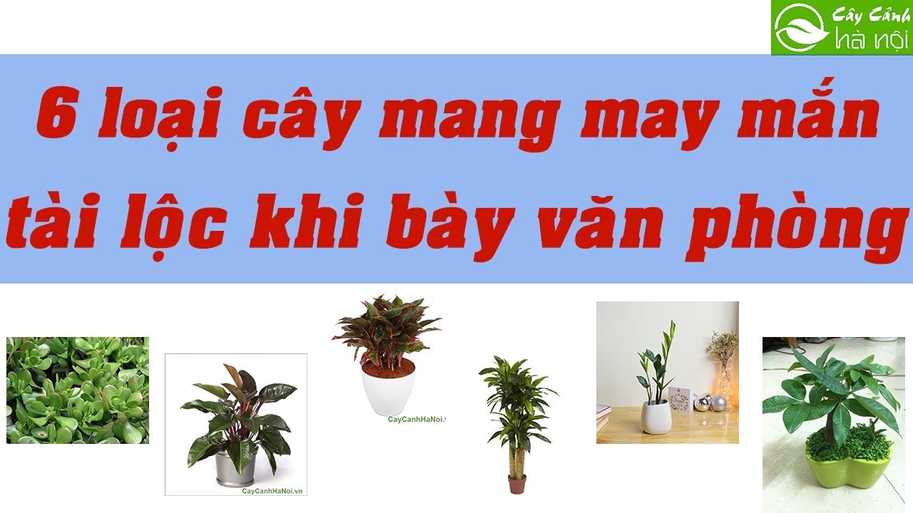 6 loại cây mang may mắn tài lộc khi bày văn phòng