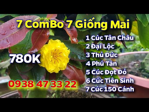 7 ComBo 7 Giống Mai 😊 780K 😊 0938 47 33 22 😊 23/10/19