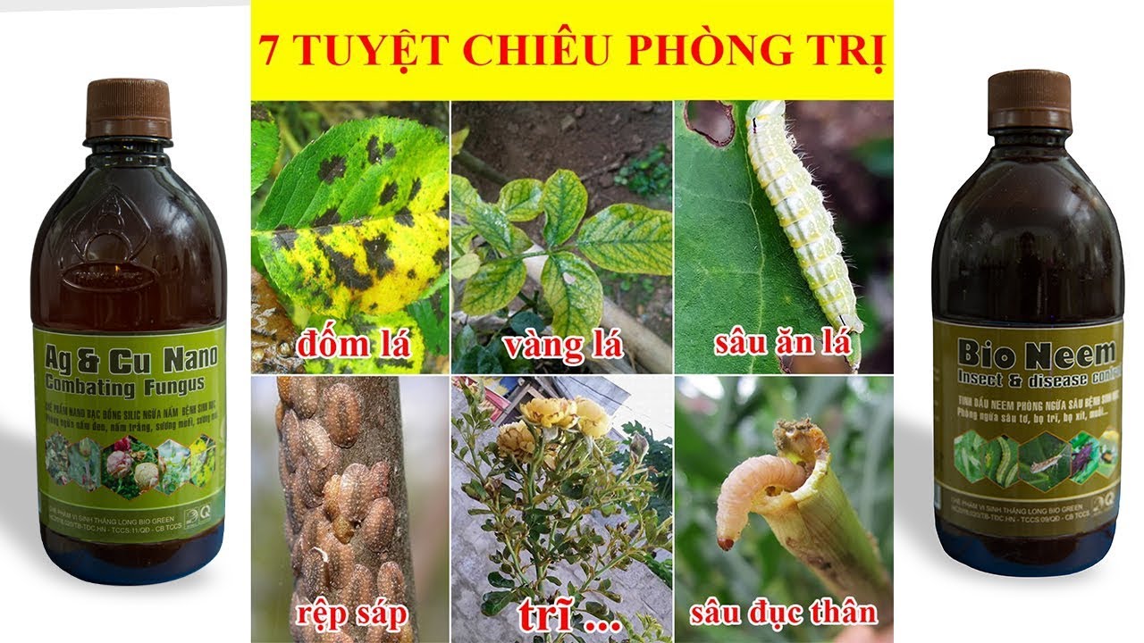 7 TUYỆT CHIÊU PHÒNG TRỊ BỆNH cho cây khi CHĂM SÓC hoa hồng ngày hè