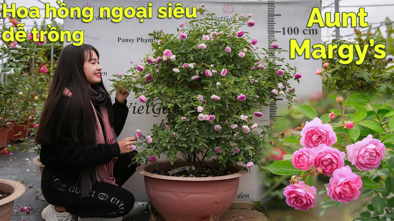 7 bất ngờ về Aunt Margy’s giống hoa hồng ngoại dễ chơi nhất