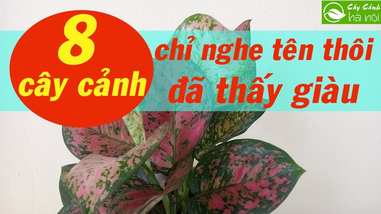 8 loại cây cảnh “chỉ nghe tên thôi đã thấy giàu”