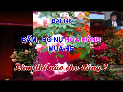 BÁM BỎ NỤ,HOA HỒNG  MÙA HÈ NHỮNG KỸ NĂNG CẦN BIẾT - TRUNG HOA HỒNG