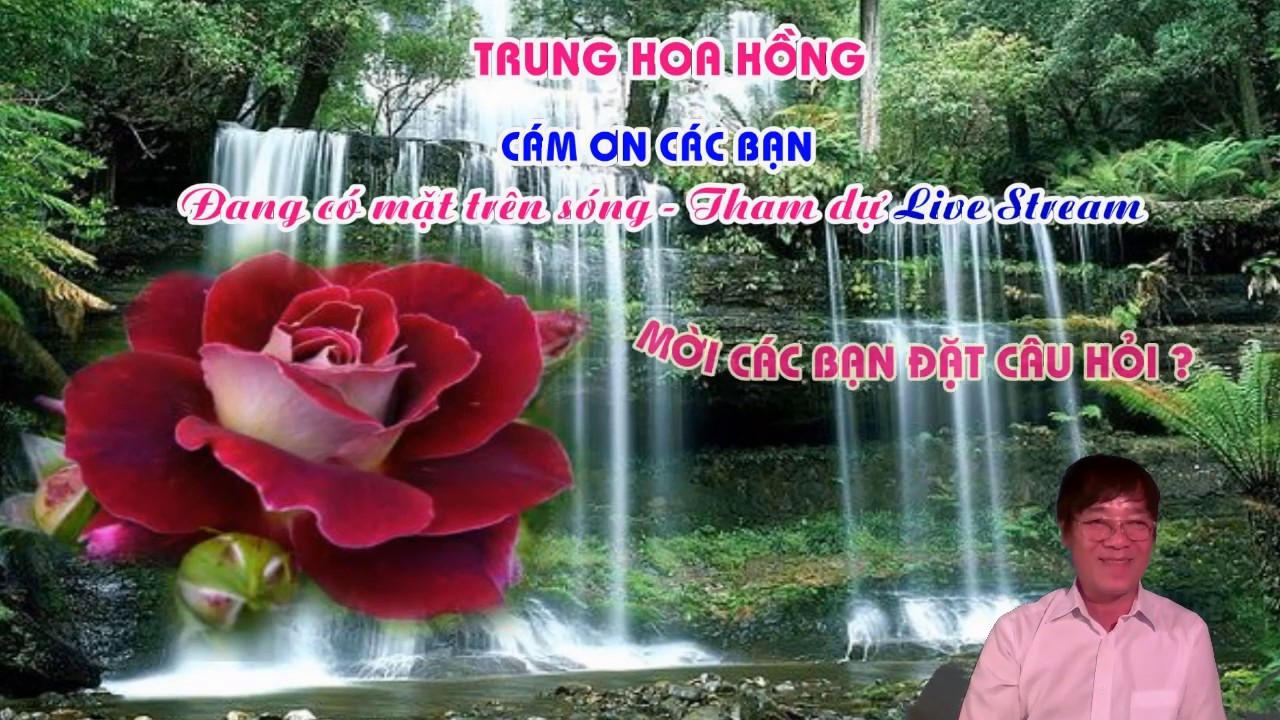 BẠN BÓN GÌ...? KHI CÂY HOA HỒNG ĐANG MÙA PHÁT TRIỂN ! LIVE STREAM NGÀY 08 -11 -2918