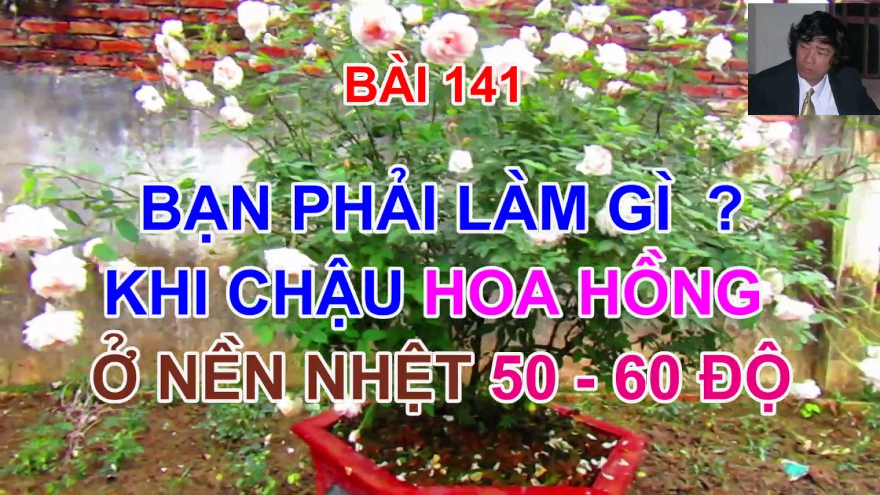 BẠN LÀM GÌ ?  KHI HOA HỒNG BỊ NẮNG 50 -  60 ĐỘ . TRUNG HOA HỒNG