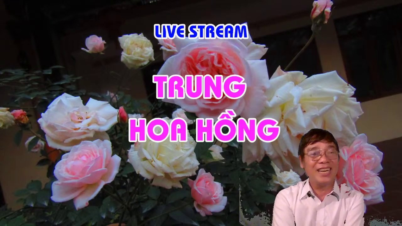 BẠN LÀM GÌ ? KHI HOA HỒNG BỊ ÚNG NƯỚC ? - LIVE STREAM - TRUNG HOA HỒNG