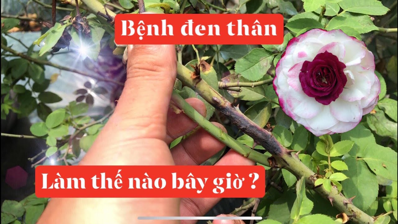 BỆNH ĐEN THÂN CÂY HOA HỒNG ...NGUYÊN NHÂN CÁCH CHỮA VÀ PHÒNG BỆNH ĐEN THÂN CÂY HOA HỒNG.chuẩn garden