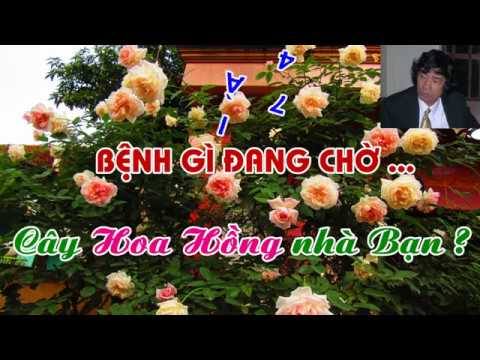 BỆNH GÌ  ĐANG CHỜ CÂY HOA HỒNG NHÀ BẠN ?? TRUNG HOA HỒNG