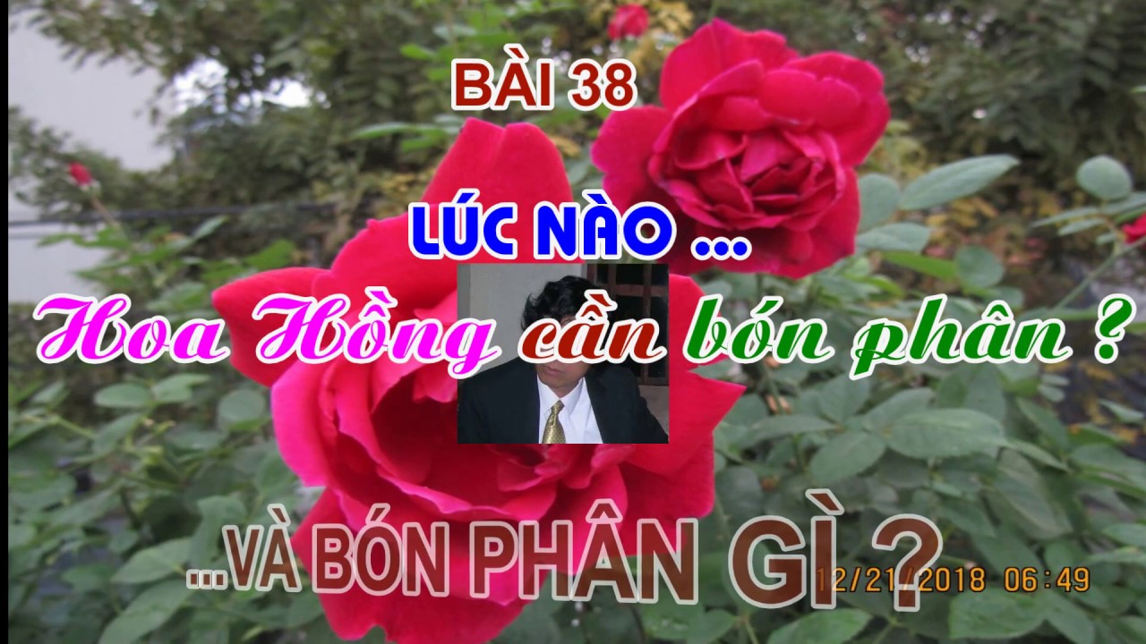 BÓN PHÂN CHO HOA HỒNG... LÚC NÀO ??    VÀ BÓN GÌ ? TRUNG HOA HỒNG !