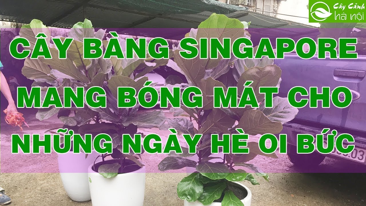 Bàng Singapore - Fiddle Leaf Fig - mang bóng mát cho những ngày hè oi bức