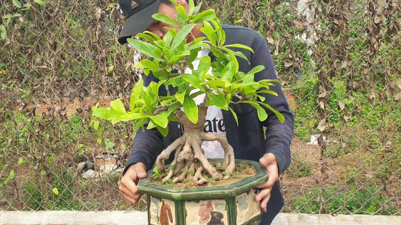 Báo giá cặp mai bonsai quái dị cà na ngày 7/4 (đã bán)