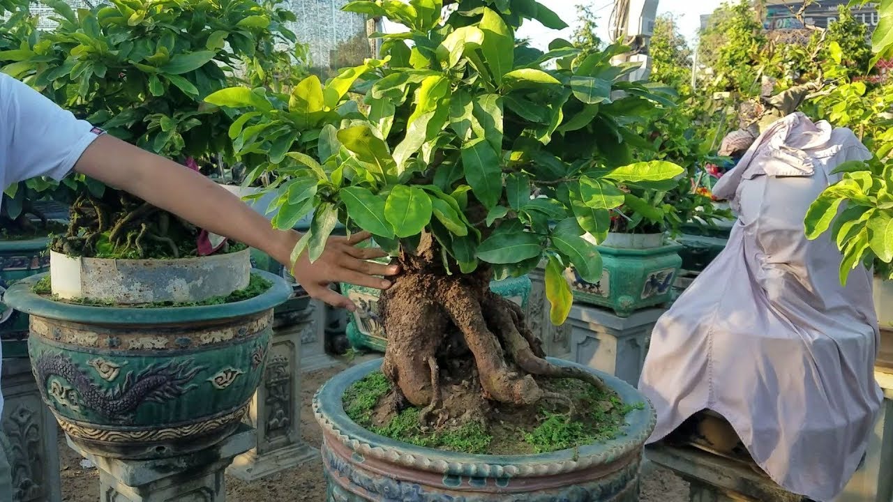 Báo giá và ngắm chậu mai bonsai Cóc Tiên nổi tiếng của ông chú (Lê Quý)