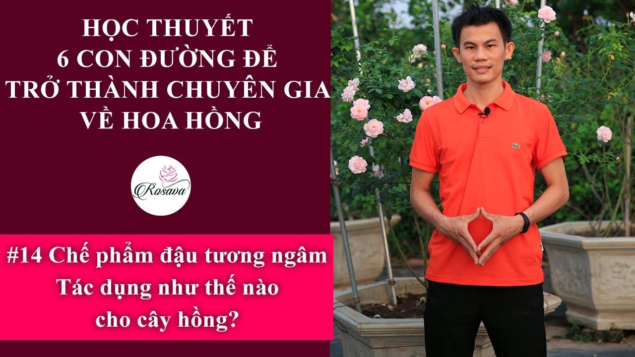 Bật mí về chế phẩm đỗ tương ngâm| Phân bón cho hoa hồng