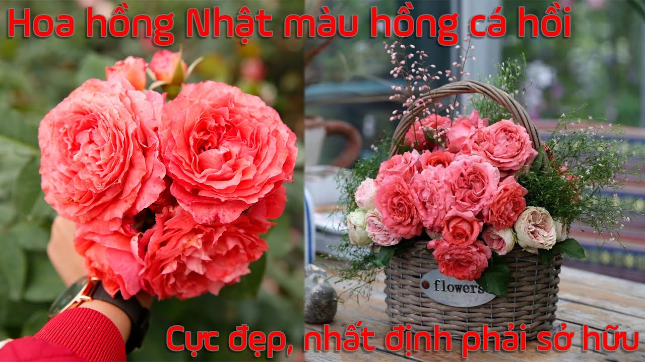 Bất ngờ với hồng Nhật Corail Gelee màu hồng cam cá hồi cực lạ