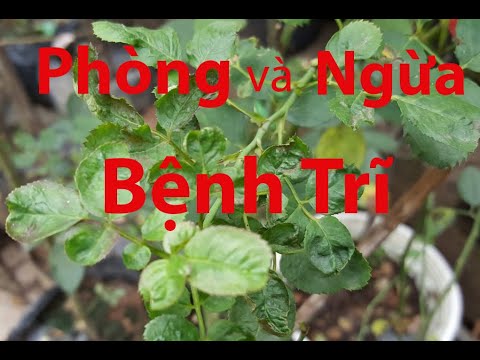 Bệnh trĩ trên hoa hồng - Cách ngăn ngừa bệnh trĩ cho hoa