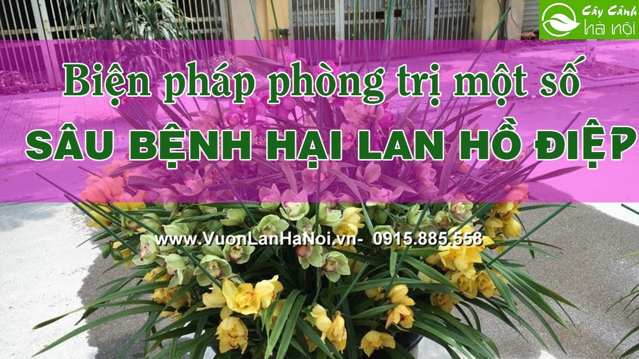 Biện pháp phòng trị một số sâu bệnh hại Lan hồ điệp