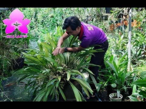 Bộ Sưu Tập Thanh Đạm Cực Chất Tại Lan Vườn Bảo Lộc [HOALANTV]