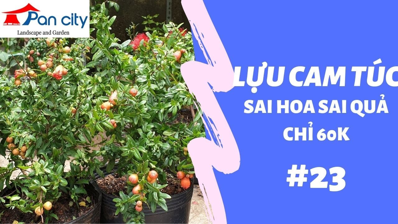 Bonsai Mini | #23 Lựu Cam Túc sai hoa sai quả chỉ 60k một cây.