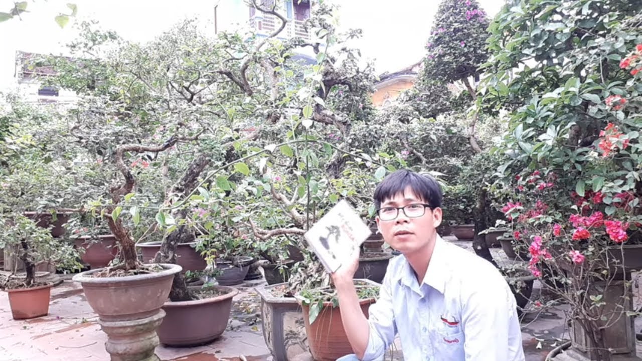 Bonsai cây hoa giấy cơ bản 02