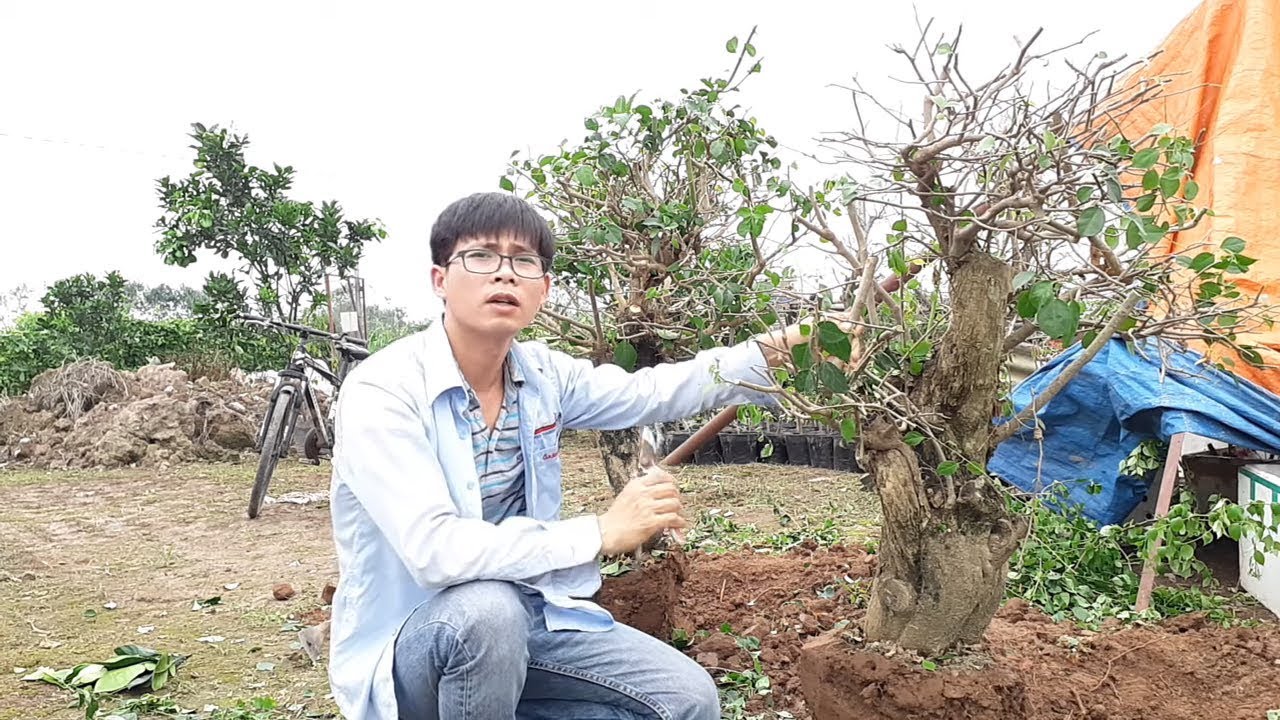 Bonsai cây hoa giấy cơ bản 03