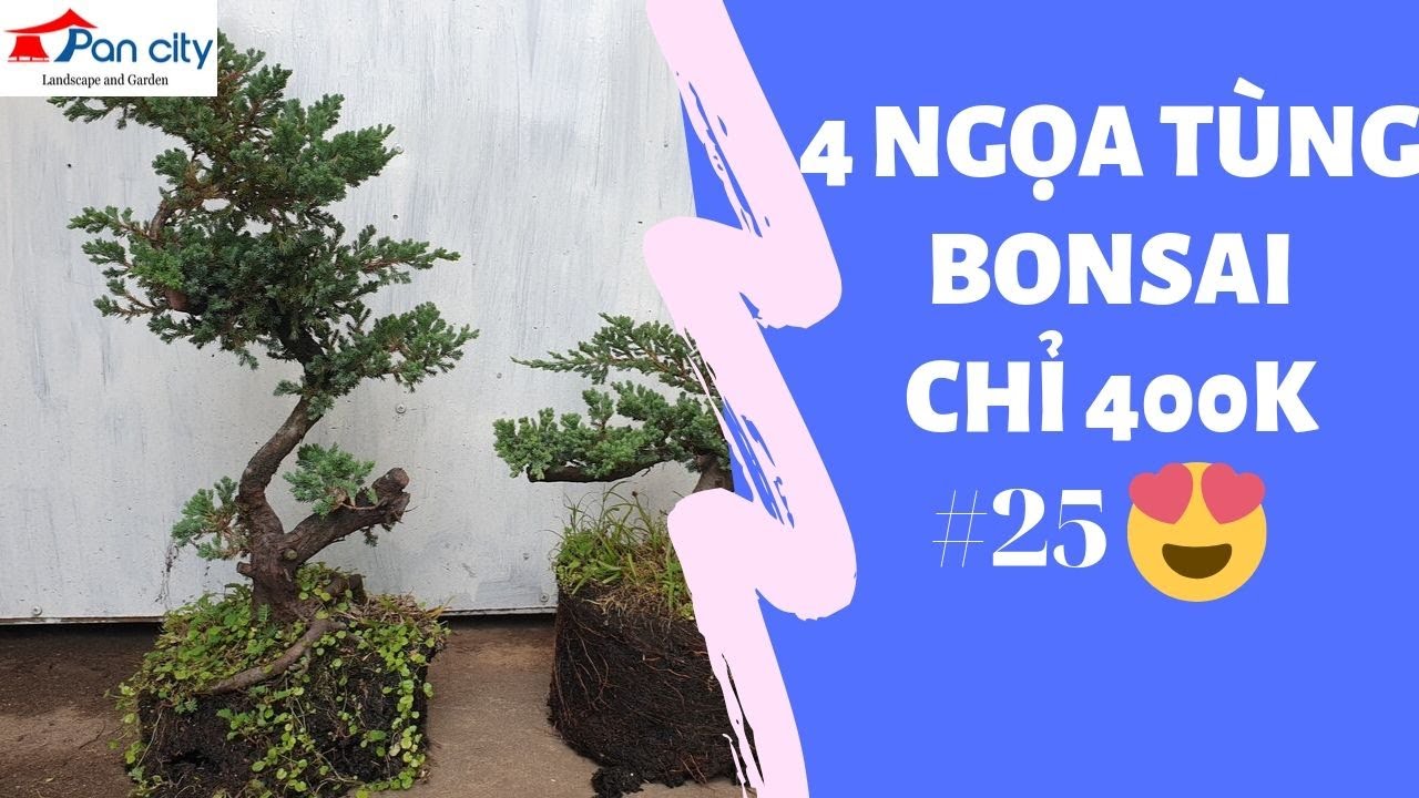 Bonsai mini #25 | Bán 4 cây ngọa tùng bonsai chỉ 400k, Zalo nhà vườn 049678335