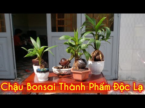 Bul Dừa || Bonsai Dừa || Cây Cảnh Phong Thủy, Cây Kiểng Mini|| Thành Phẩm Độc Lạ