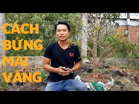 CÁCH BỨNG MAI VÀNG SAO CHO CÂY KHỎE MẠNH, TỶ LỆ SỐNG CAO