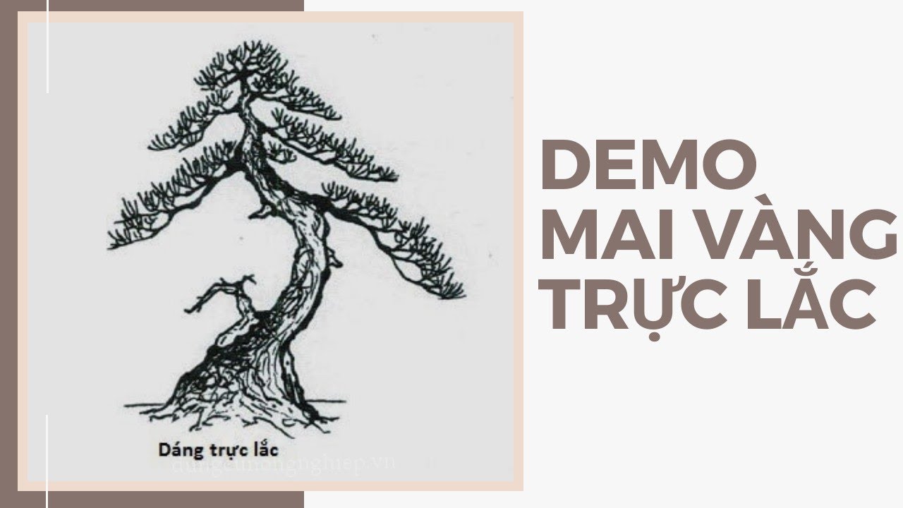 CÁCH DEMO VÀ CẮT PHÔI MAI VÀNG DÁNG TRỰC LẮC