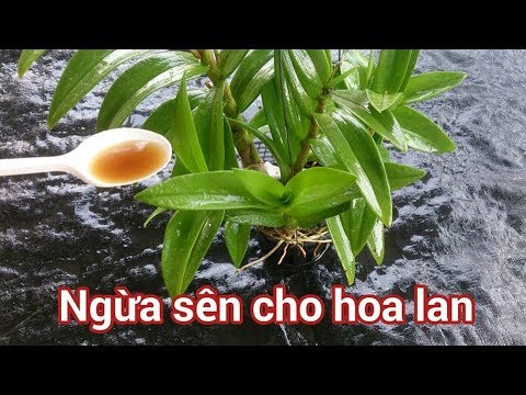 CÁCH NGĂN NGỪA SÊN PHÁ HOẠI HOA LAN CỦA BẠN - How to get rid of snails in Orchid pots?