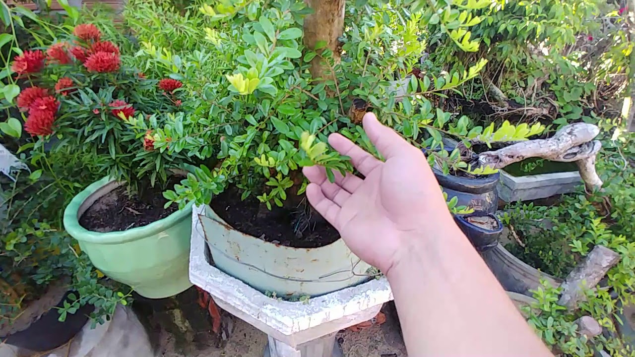 CÁCH TRỒNG CÂY HẢI CHÂU - BONSAI VN