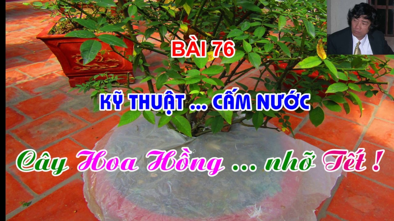 CẤM NƯỚC NHỮNG CHẬU HOA HỒNG ...  NHỠ TẾT . KỸ THUẬT KHÔNG PHẢI AI CŨNG BIẾT ? TRUNG HOA HỒNG .