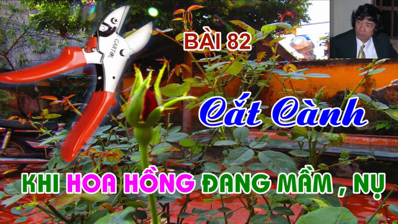 CẮT CÀNH HOA HỒNG ĐANG MẦM , NỤ ! NGAY HÔM NAY ? TRUNG HOA HỒNG