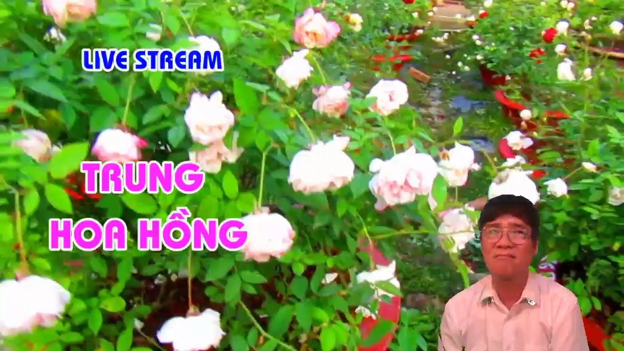 CHĂM SÓC HOA HỒNG NHỮNG NGÀY NẮNG NÓNG ? - LIVE STREAM - TRUNG HOA HỒNG