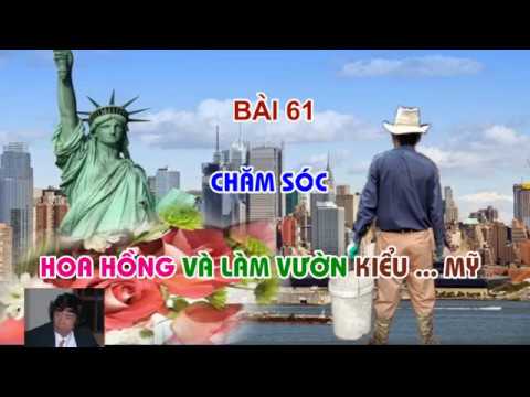 CHĂM SÓC HOA HỒNG VÀ LÀM VƯỜN ... KIỂU MỸ -  TRUNG HOA HỒNG