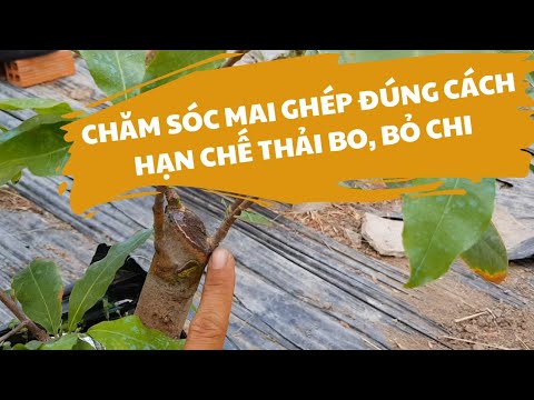 CHĂM SÓC VÀ BÓN PHÂN MAI GHÉP ĐÚNG CÁCH - HẠN CHẾ MAI GHÉP BỎ CHI, BỊ CHẾT NHÁNH