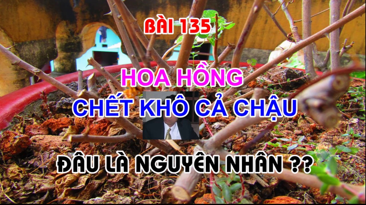 CHẬU HOA BỊ HỒNG CHẾT KHÔ - TẠI SAO  - TRUNG HOA HỒNG