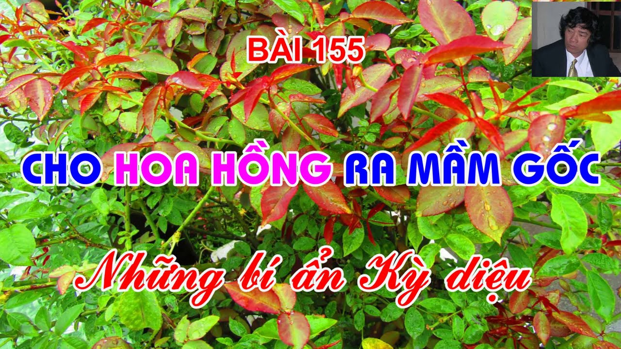 CHO HOA HỔNG NẢY MẦM GỐC - BÍ ẨN CỦA KỸ THUẬT - TRUNG HOA HỒNG