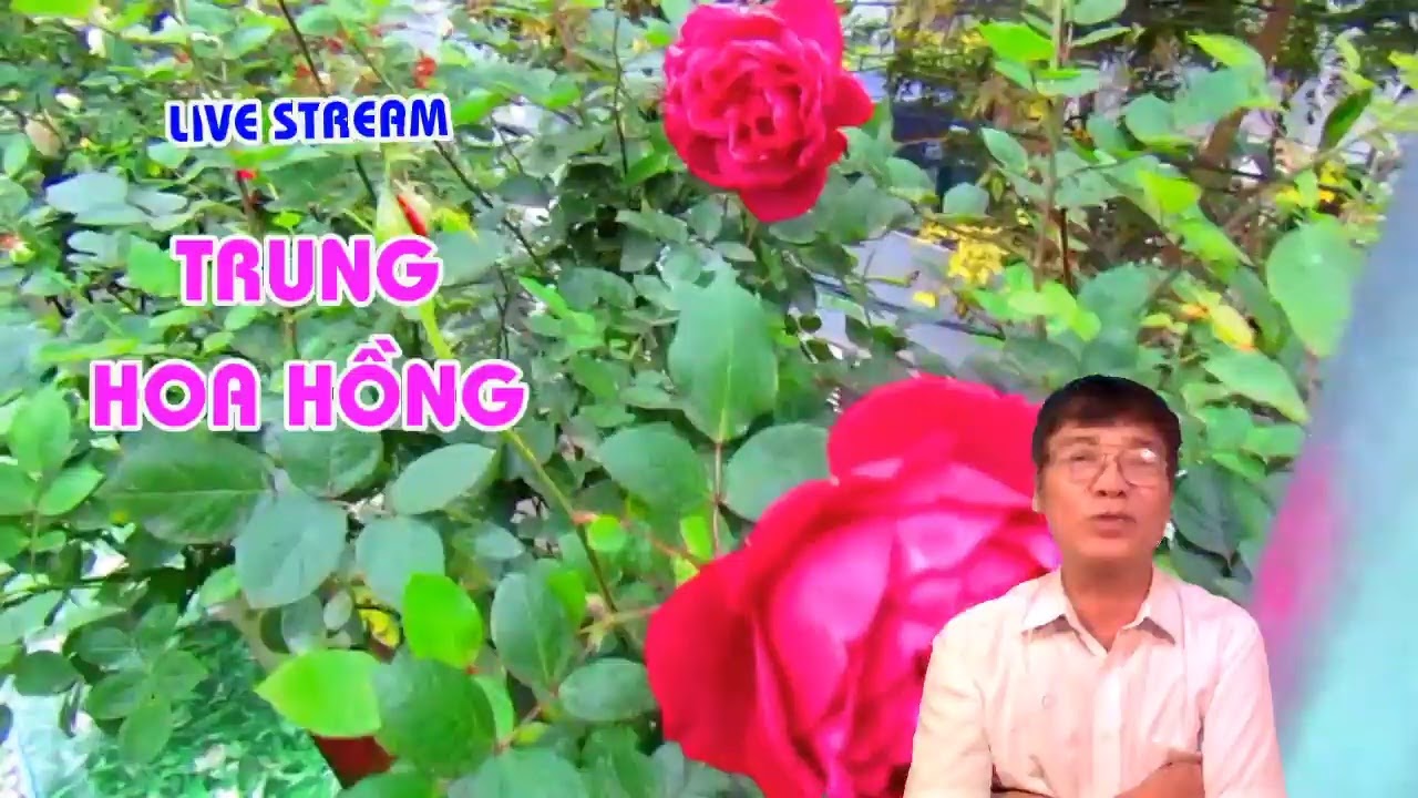 CHỐNG NÕNG CHO HOA HỒNG  ? - LIVE STREAM - TRUNG HOA HỒNG