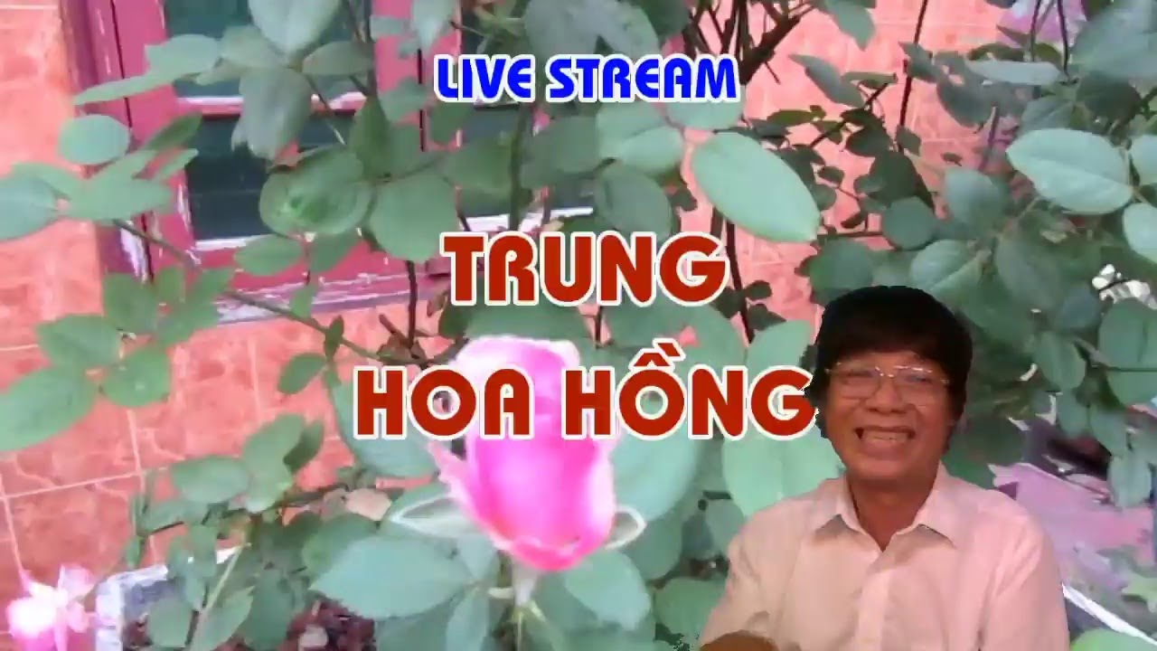 CHỦ ĐỀ : HOA HỒNG VÀ TẾT VU LAN - TRUNG HOA HỒNG