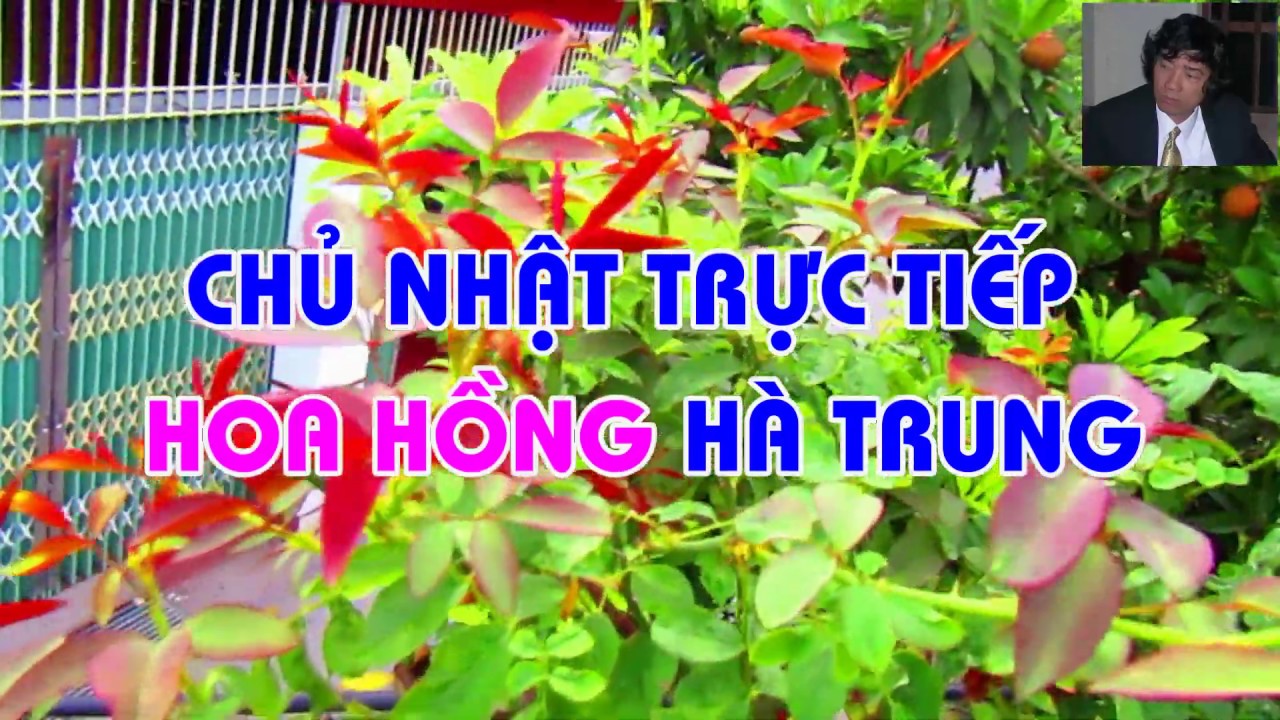 CHỦ NHẬT TRỰC TIẾP HOA HỒNG HÀ TRUNG - TRUNG HOA HỒNG