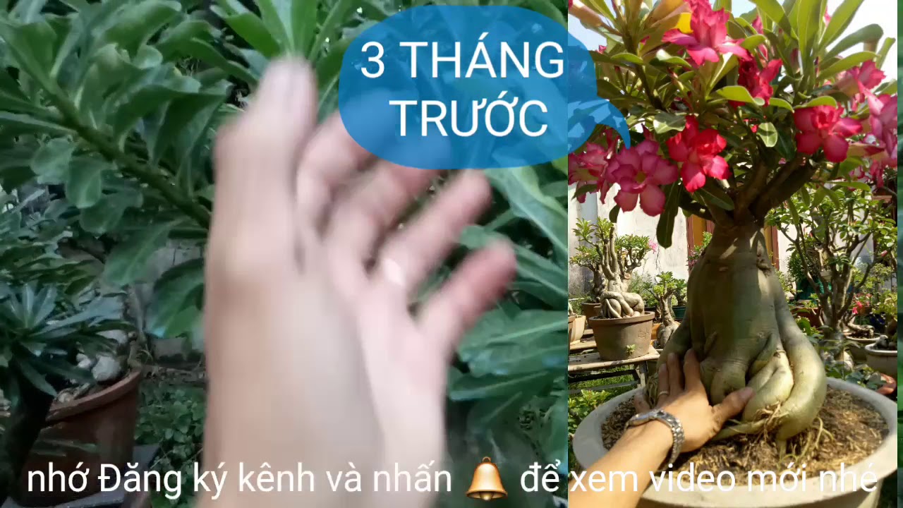 CÓ CẦN TƯỚI NƯỚC CHO CÂY SỨ VÀO MÙA MƯA HAY KHÔNG?/24/6/2020