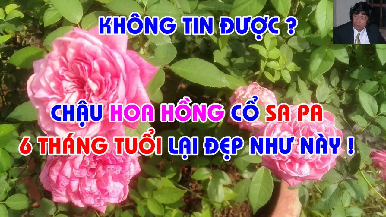 CỔ SA PHOM CÁNH NHƯ HOA HỒNG NGOẠI - TRUNG HOA HỒNG