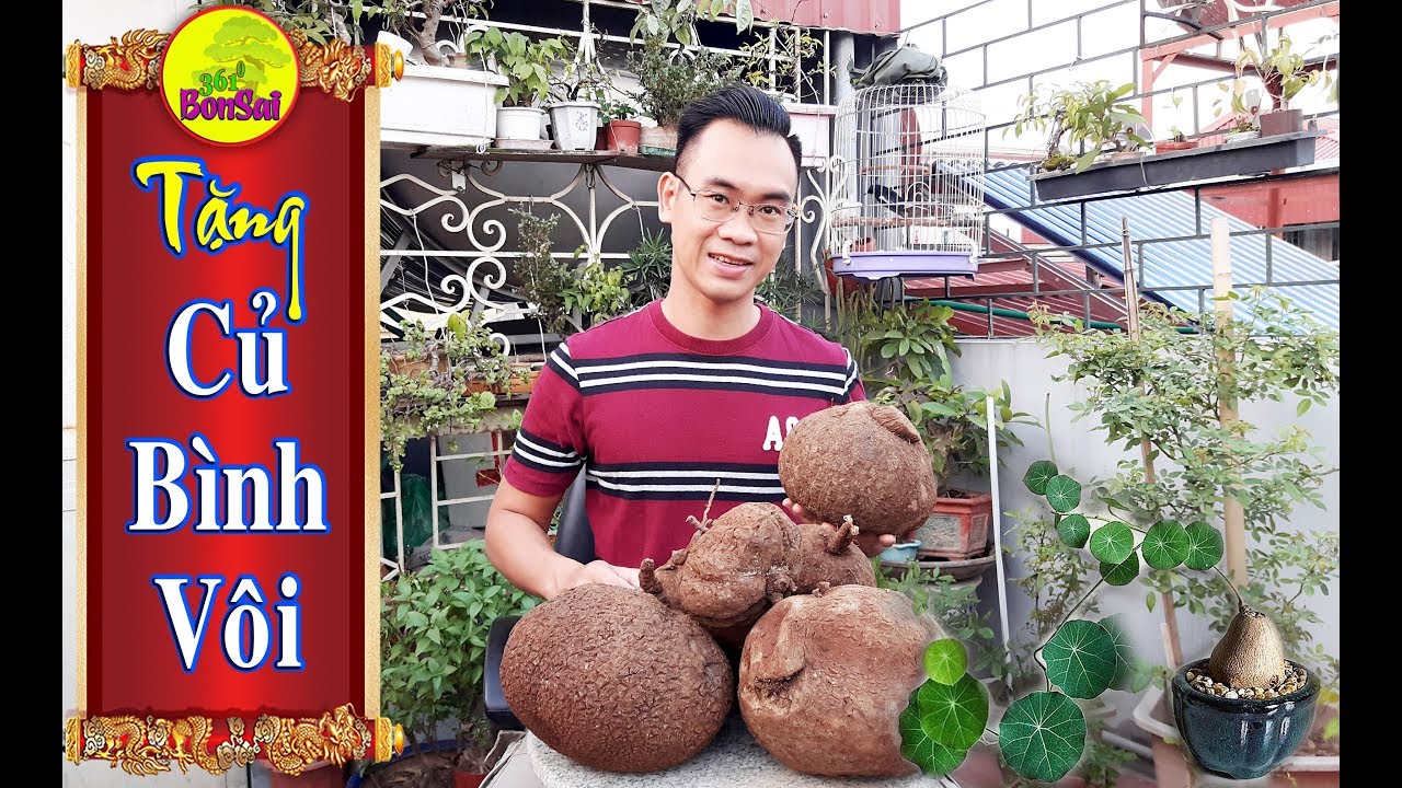 CỦ BÌNH VÔI Bonsai Việt Nam (Stephania Glabra), CỦ BÌNH VÔI Thái Lan (Stephania Erecta)