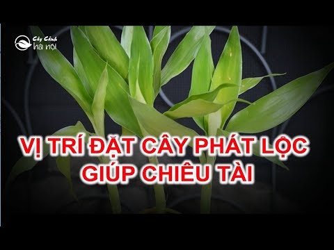 Các vị trí đặt cây phát lộc giúp chiêu tài