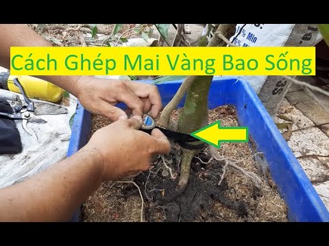 Cách Ghép Rễ Mai Vàng Bao Sống | Tính Bonsai