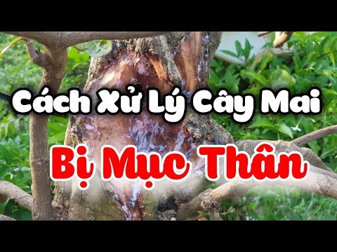 Cách Xử Lý Cây Mai Bị Mục Thân 🥰 22/11/19