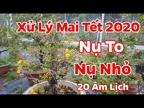 Cách Xử Lý Mai Nụ To - Nụ Nhỏ Để Nở Hoa Đúng Tết 🥰 20 Âm Lịch