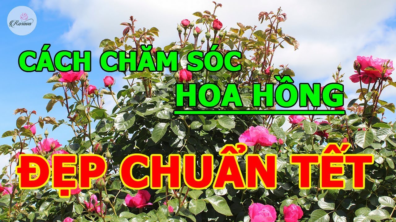 Cách bấm tỉa, chăm sóc hoa hồng đẹp chuẩn tết 2020