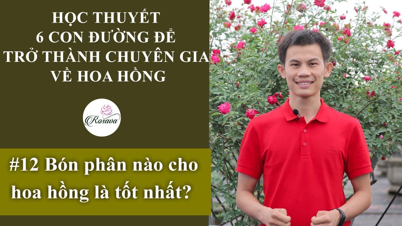 Cách bón phân cho hoa hồng | Bón phân nào cho hoa hồng tốt nhất?